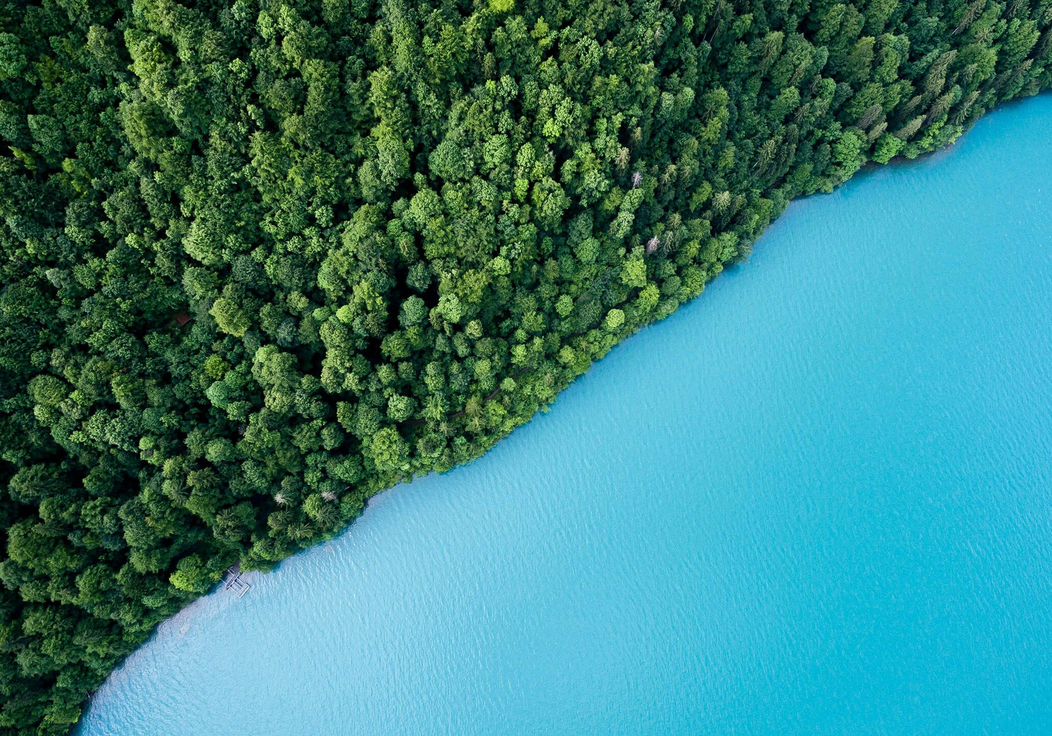 Aerial view of dense green forest meeting bright blue water