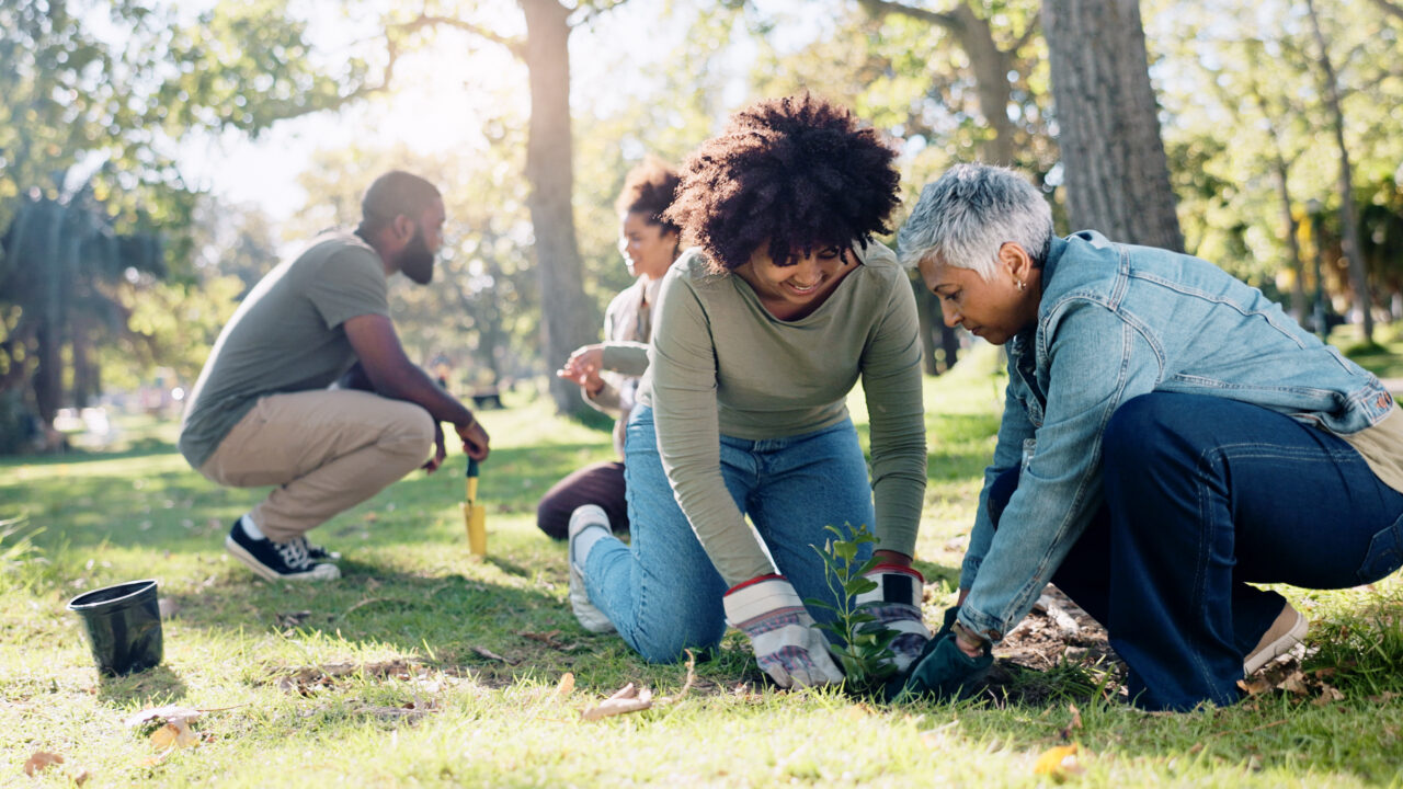People planting a small tree in a sunny park, showing teamwork and environmental care